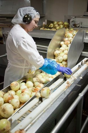 onions links