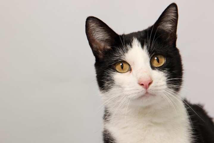 black market online website